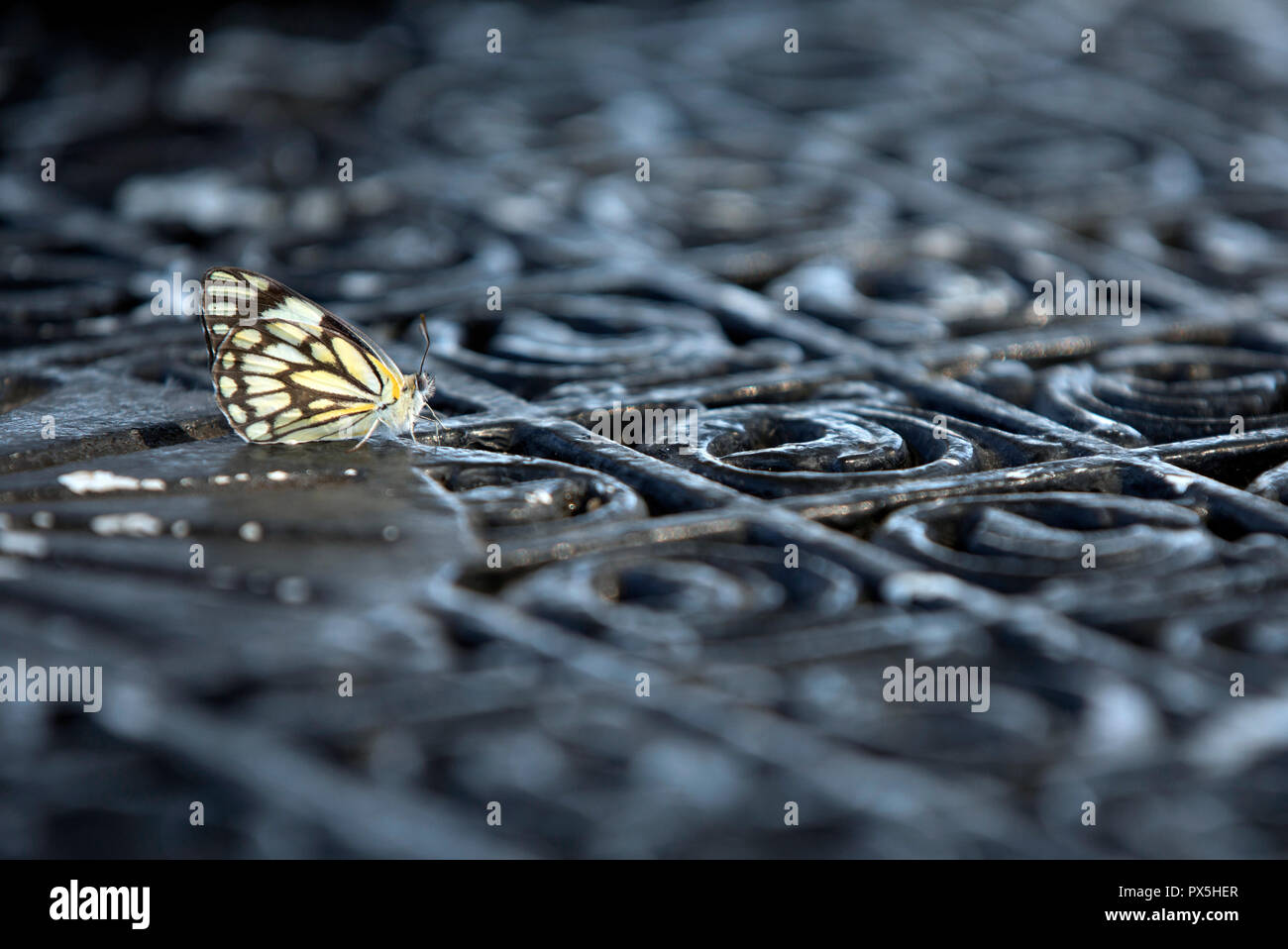 Kruger National Park.  Butterfly.  South Africa. Stock Photo