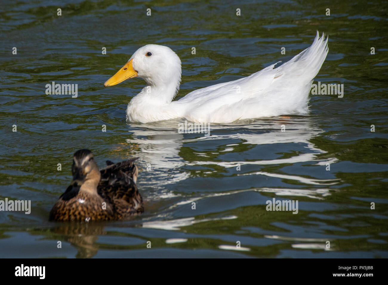 Feeding bread and duck feed pellets to a flock of wild mallards and