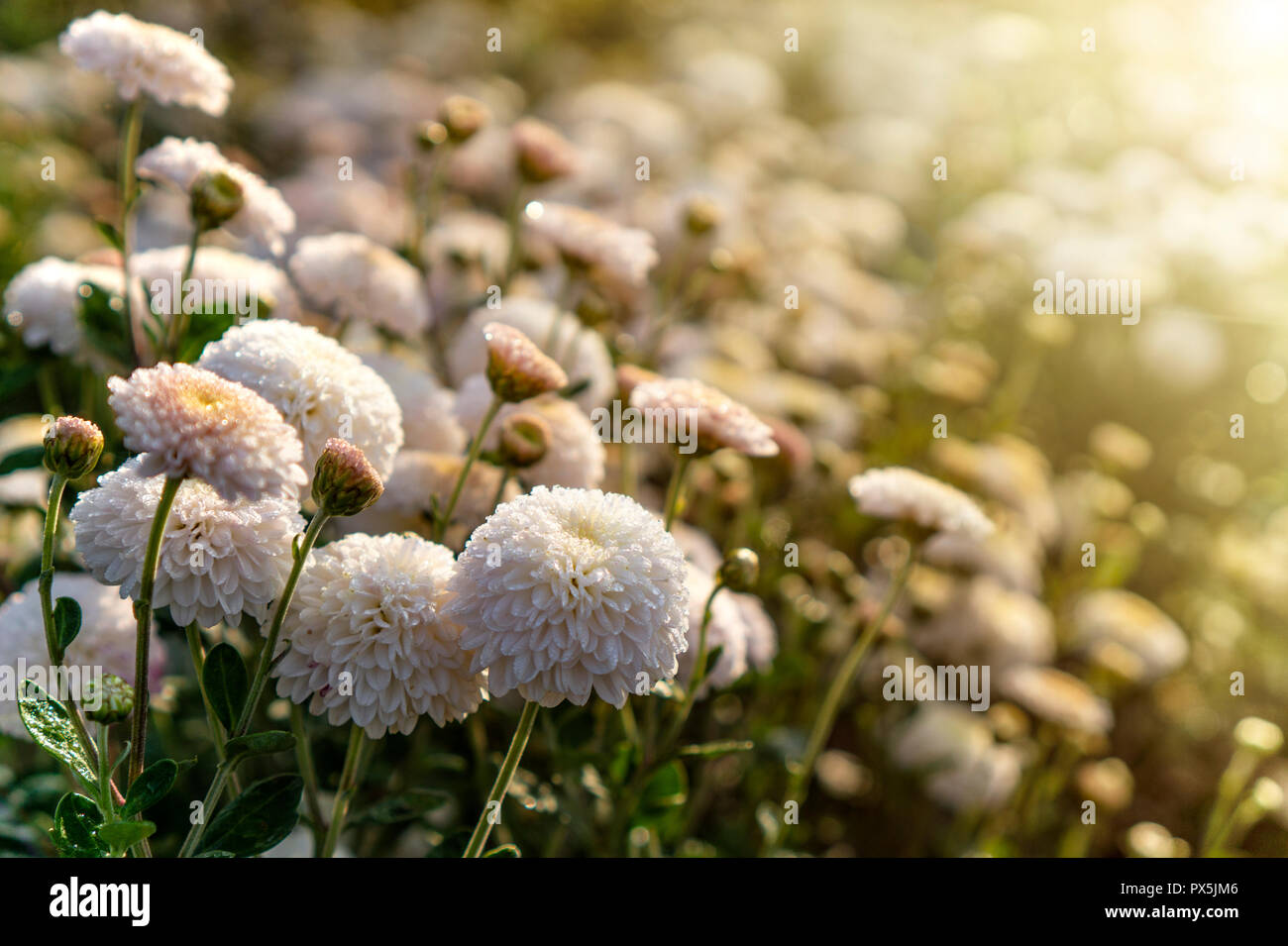Mums Chrysanthemum field in sunlight with dew drops Stock Photo