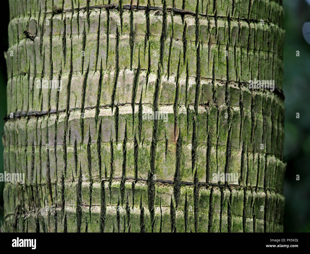 pattern of parallel cracks, fissures and growth rings on trunk of ...