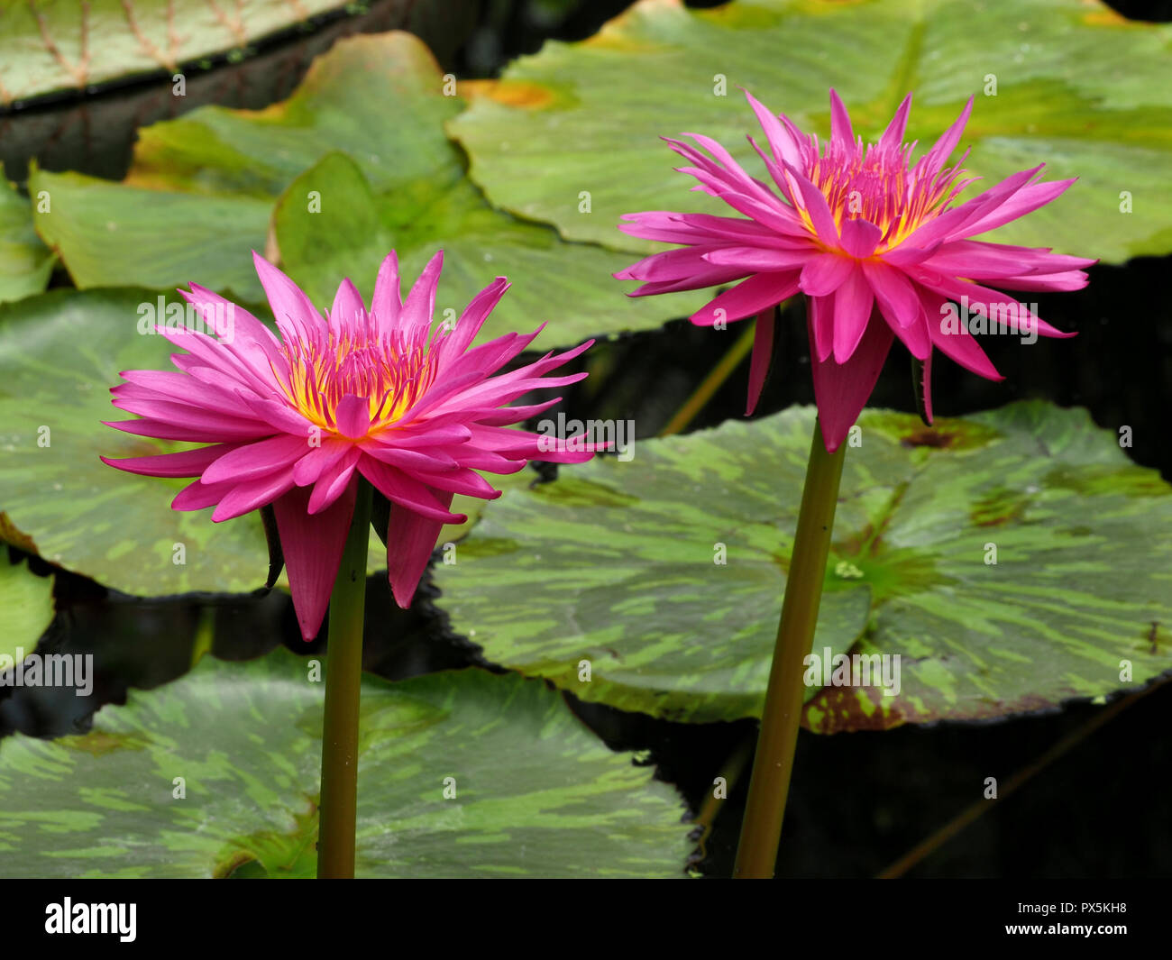 magenta petals of 2 water lily (Nymphaea sp) flowers with radiating yellow & purple stamens and variegated leaves in lily pond in London, England, UK Stock Photo