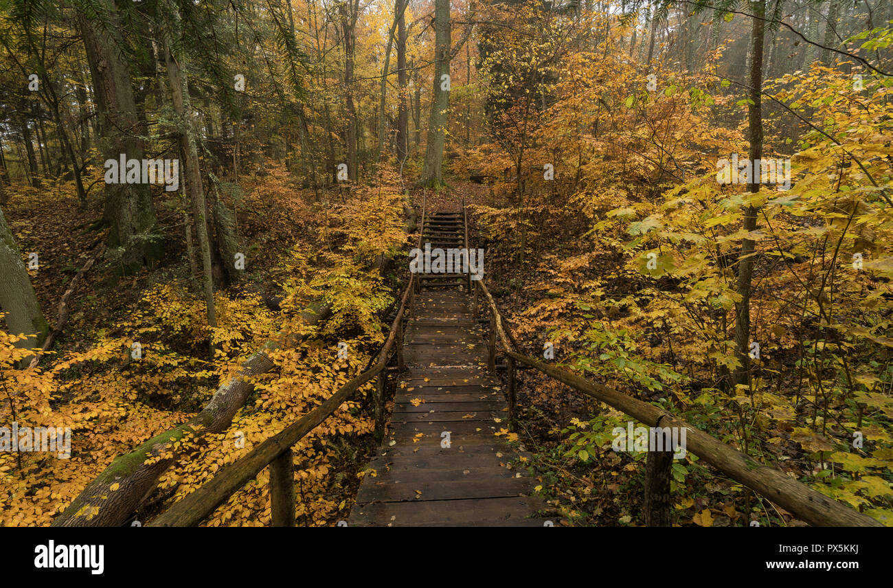 small bridge in  forest Stock Photo