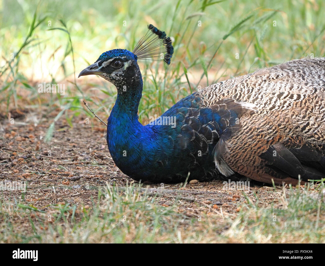 male Indian Peacock or indian Peafowl (Pavo cristatus) with iridescent plumage and crest sitting on sandy ground in garden in London, England, UK Stock Photo