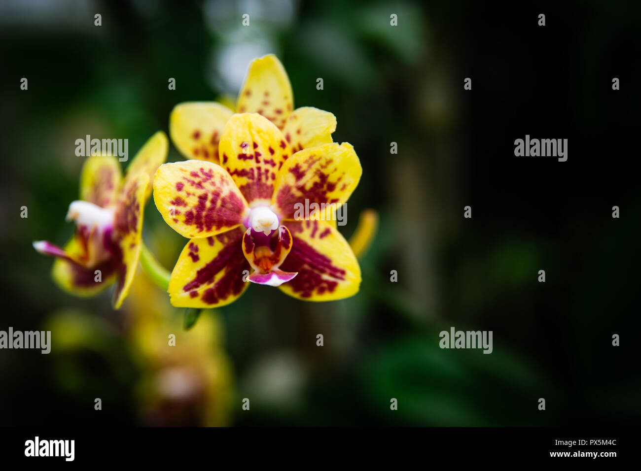 Yellow and Red Hybrid Orchid (Doritaenopsis) in Lembang, Indonesia Stock Photo