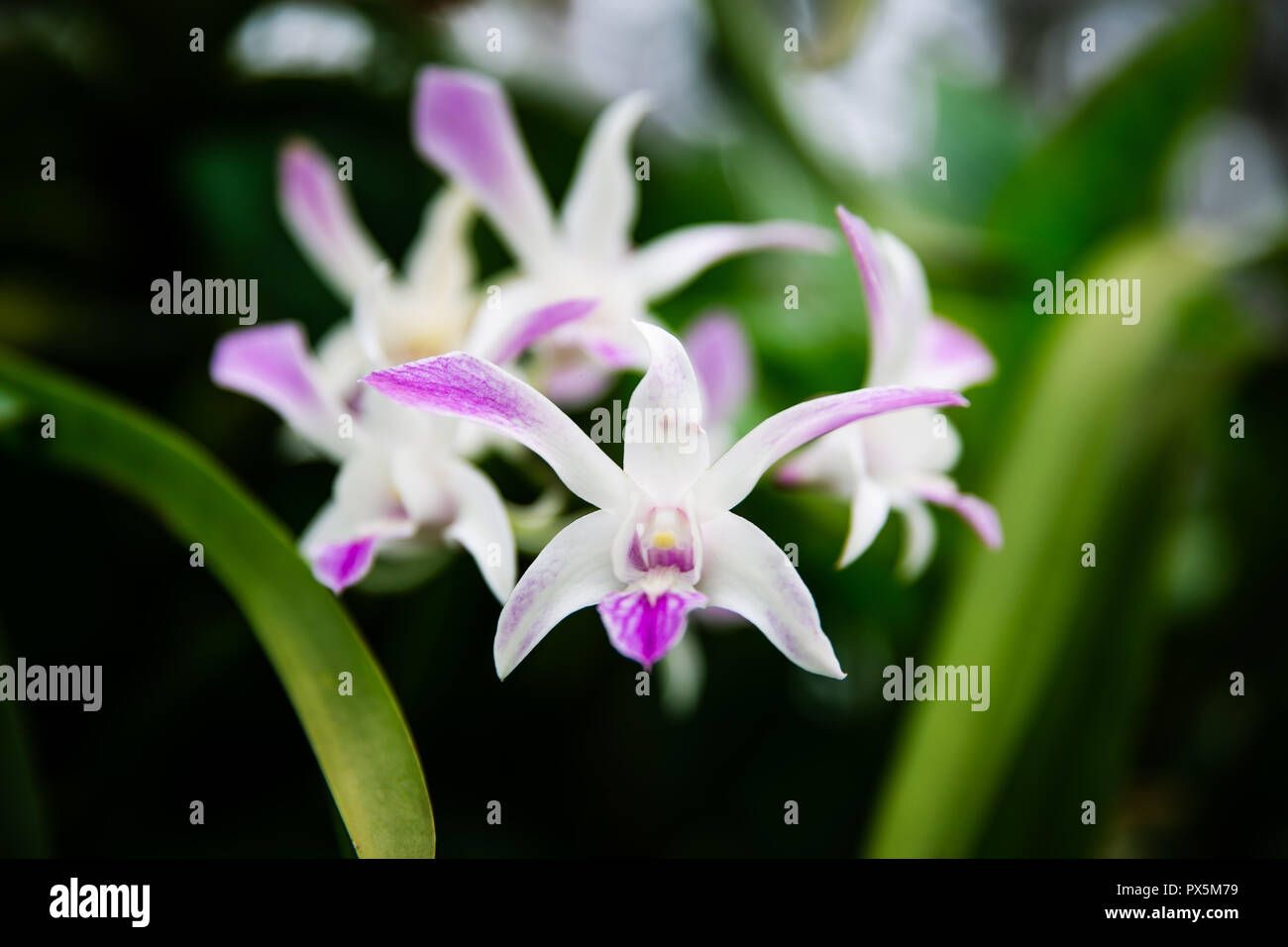 White Phaius orchids with shades of purple in Lembang, Indonesia Stock Photo