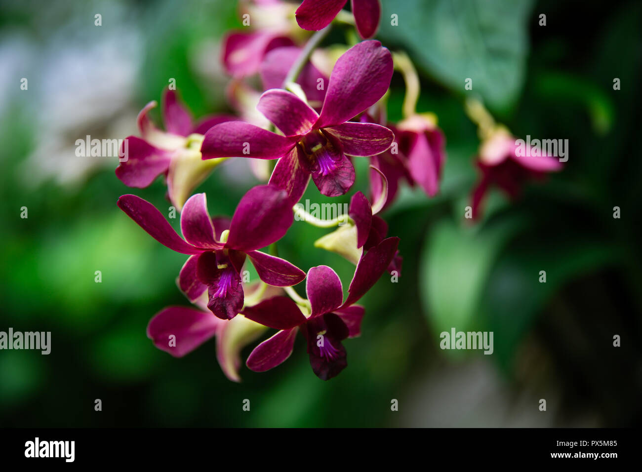 Elegant Purple orchids in Lembang, Indonesia Stock Photo