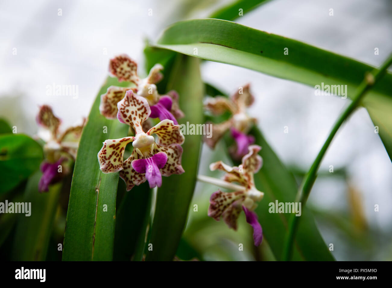 Zygopetalum Orchid in Lembang Indonesia with veining and spotting of chartreuse, maroon and purple Stock Photo