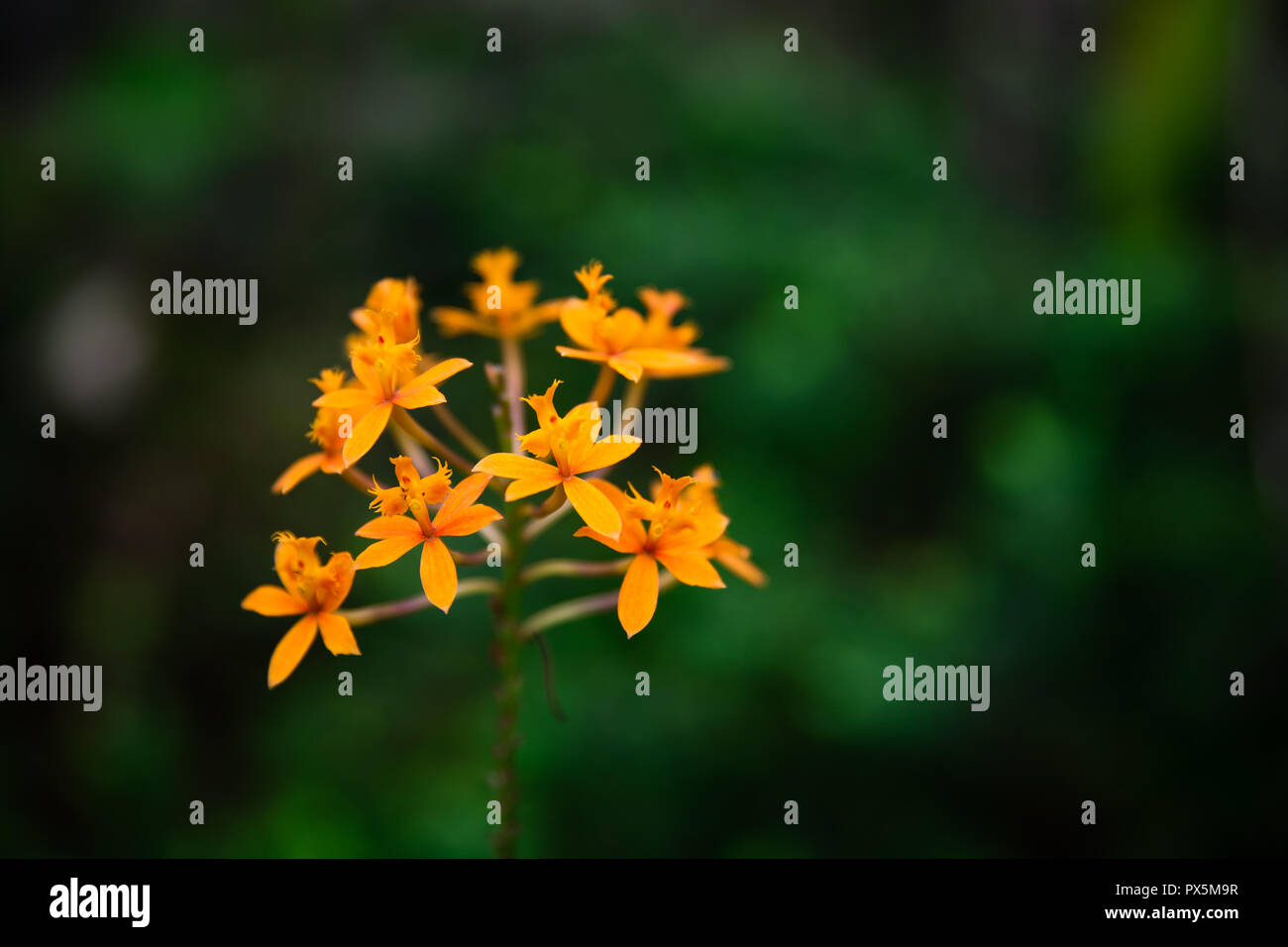 Orange Fire Star Orchid (Epidendrum Radicans) with green background Stock Photo