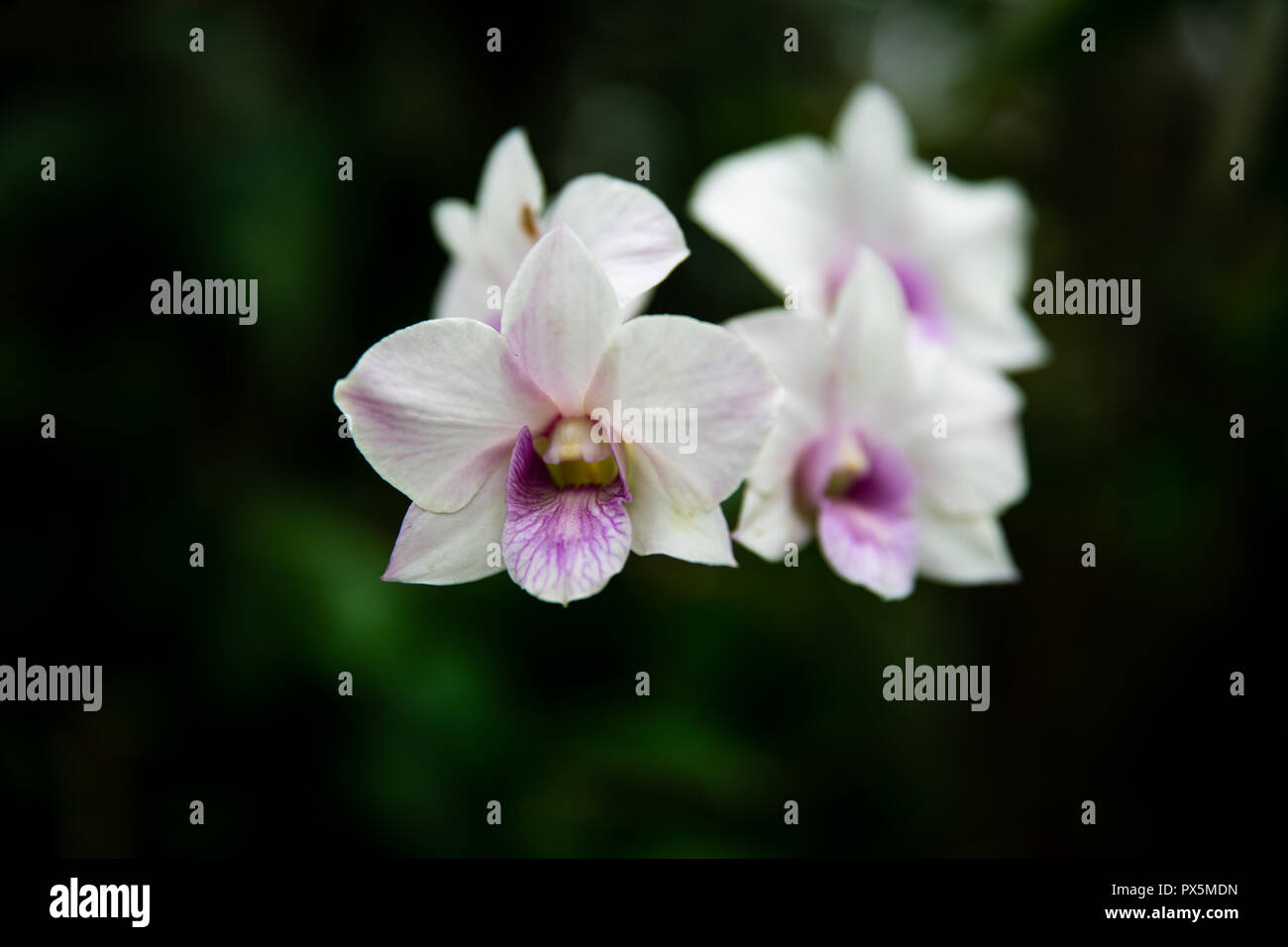 White orchids with purple center in Lembang Indonesia Stock Photo