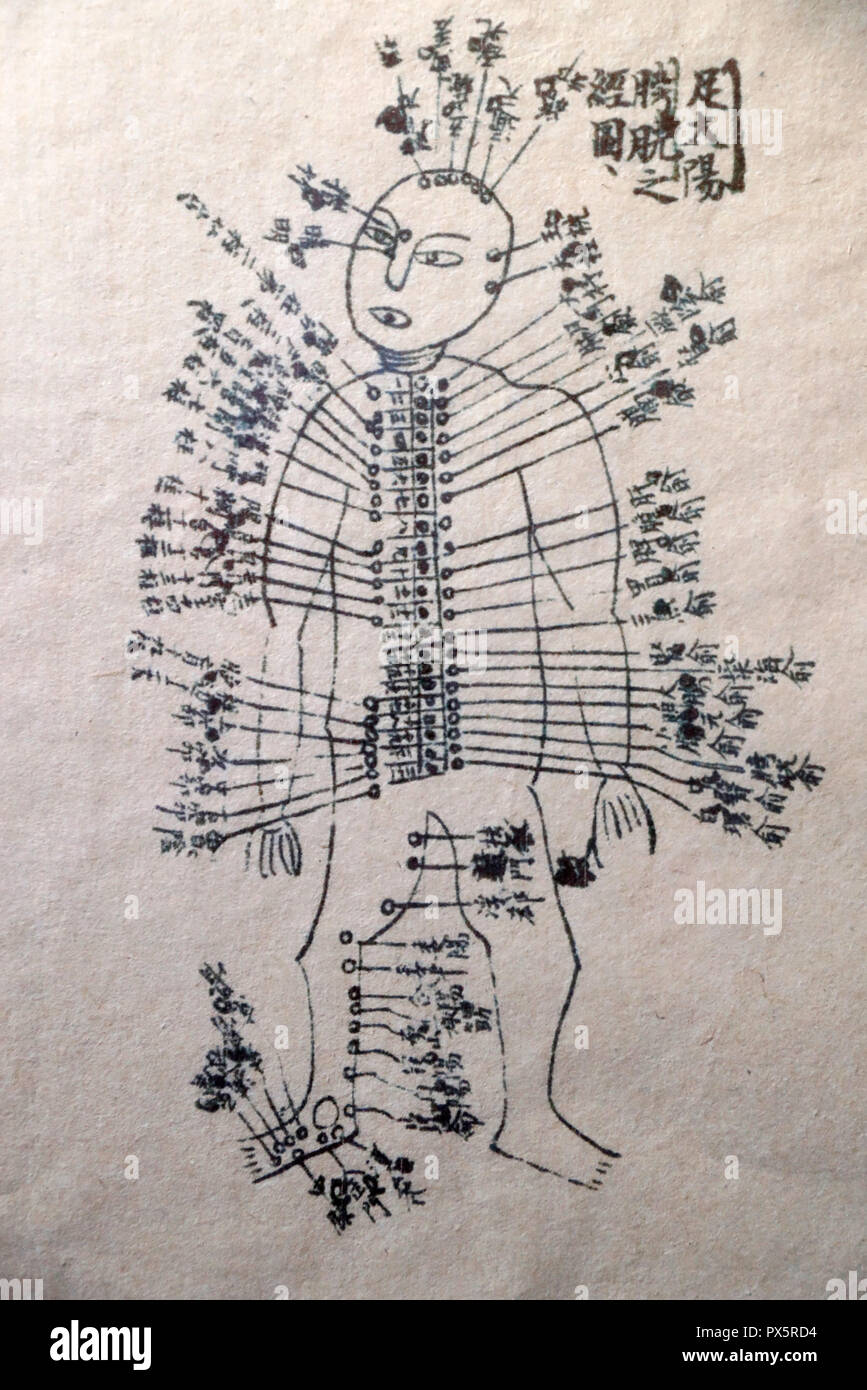 Museum of Traditional Vietnamese Medicine. The channels and vessels