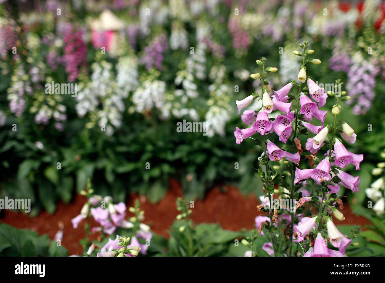 Organic hydroponic vegetable farm.  Flowers rows in greenhouse. Snapdragons.  Dalat. Vietnam. Stock Photo