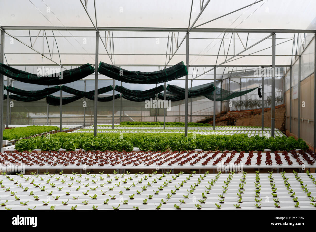 Organic hydroponic vegetable farm. Lettuce rows in greenhouse. Dalat ...