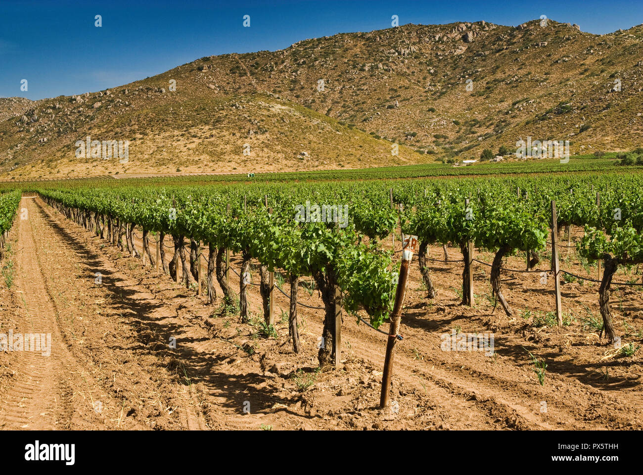 Valle De Guadalupe High Resolution Stock Photography And Images