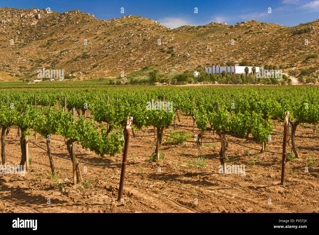 Vineyard at Valle de Guadalupe, Ruta del Vino, Baja California, Mexico Stock Photo
