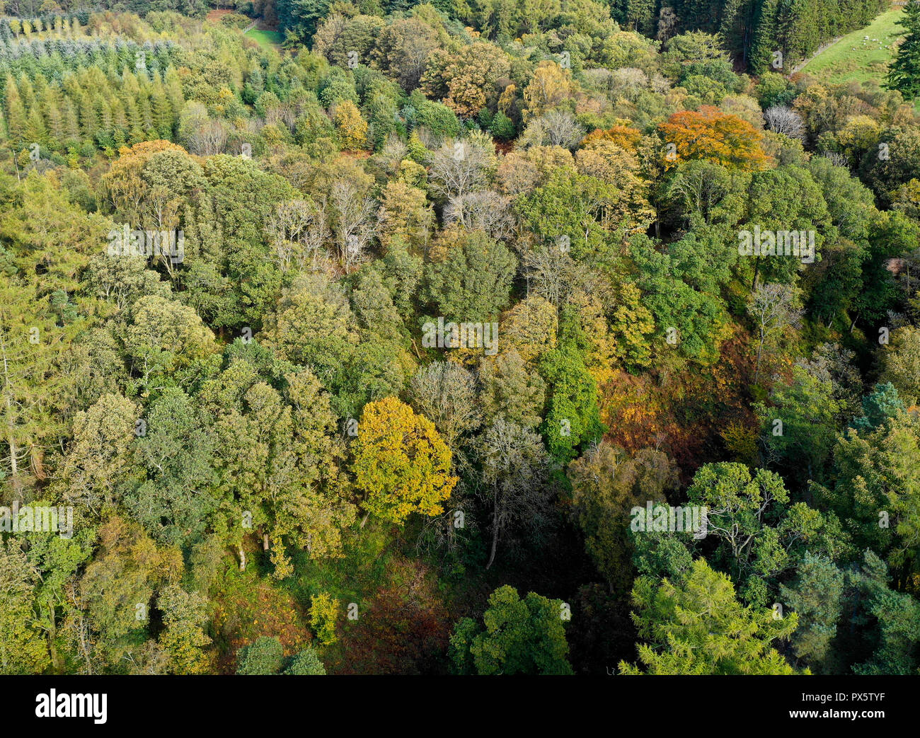 Aerial drone photo forest hi-res stock photography and images - Alamy