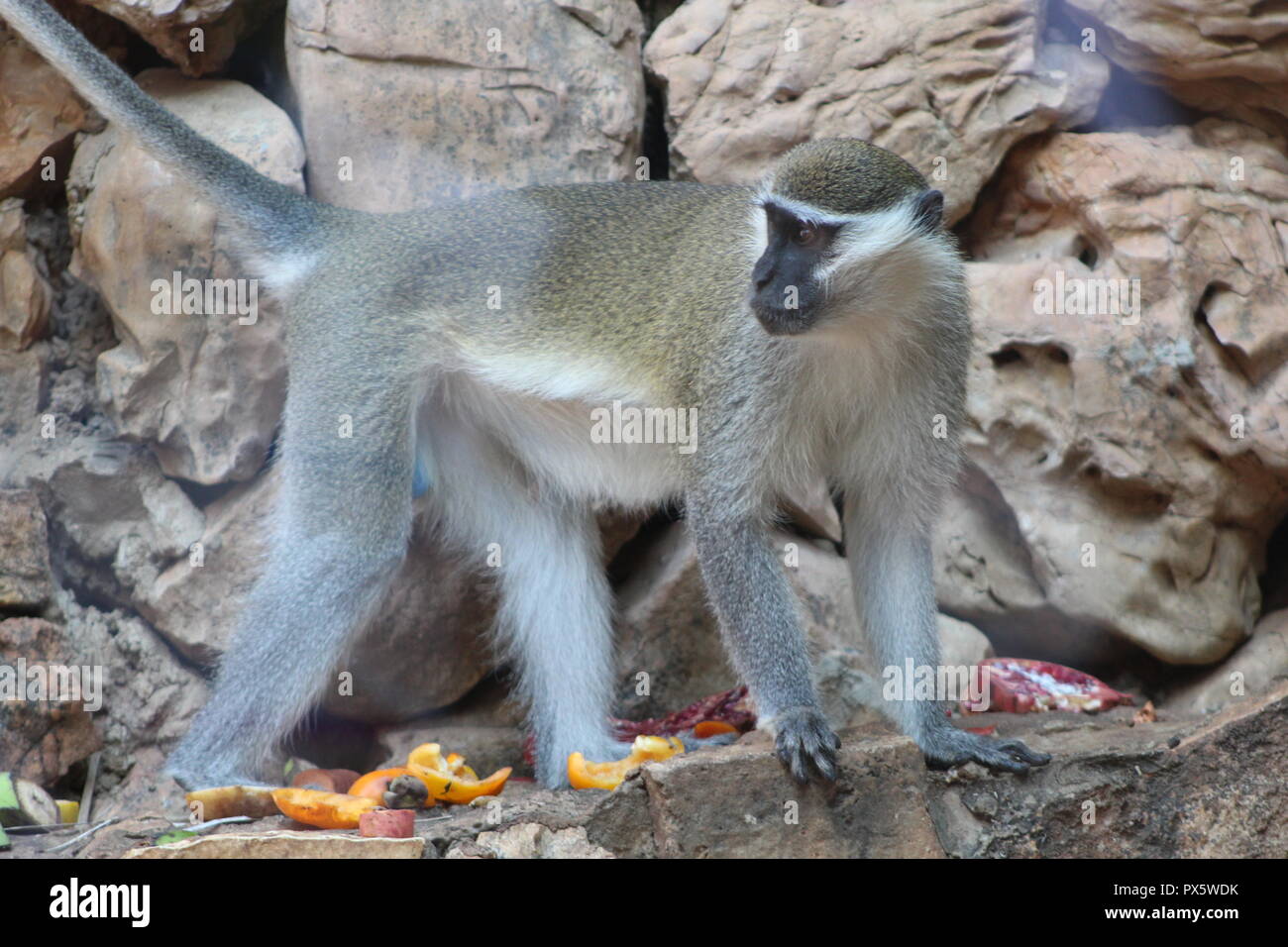 Happy monkey hi-res stock photography and images - Alamy