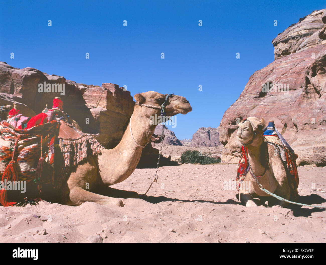 Two camels resting during a tour with tourists in the Wadi Rum Desert ...