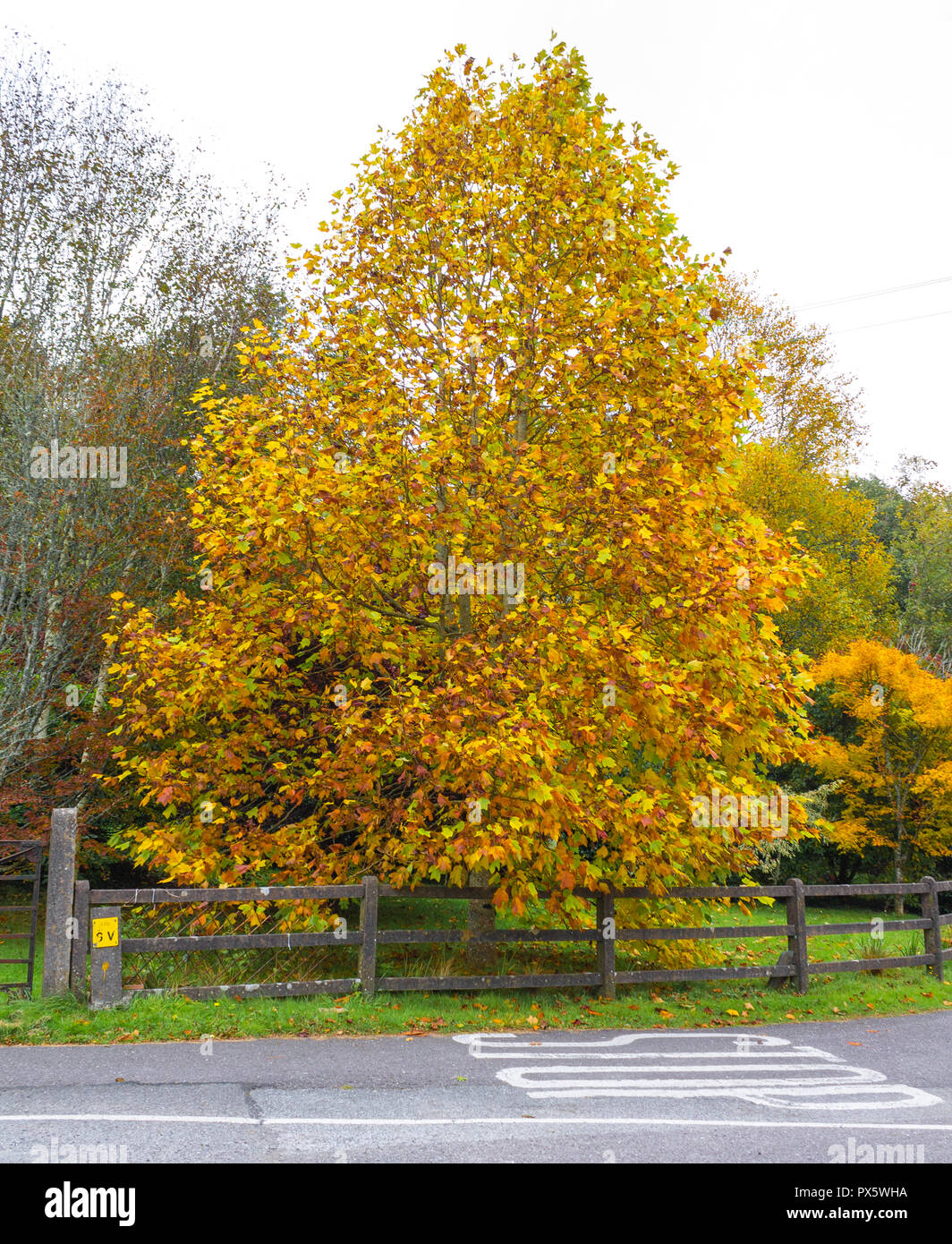 Tulip tree, Liriodendron tulipifera with leaves in autumn colour or color Stock Photo