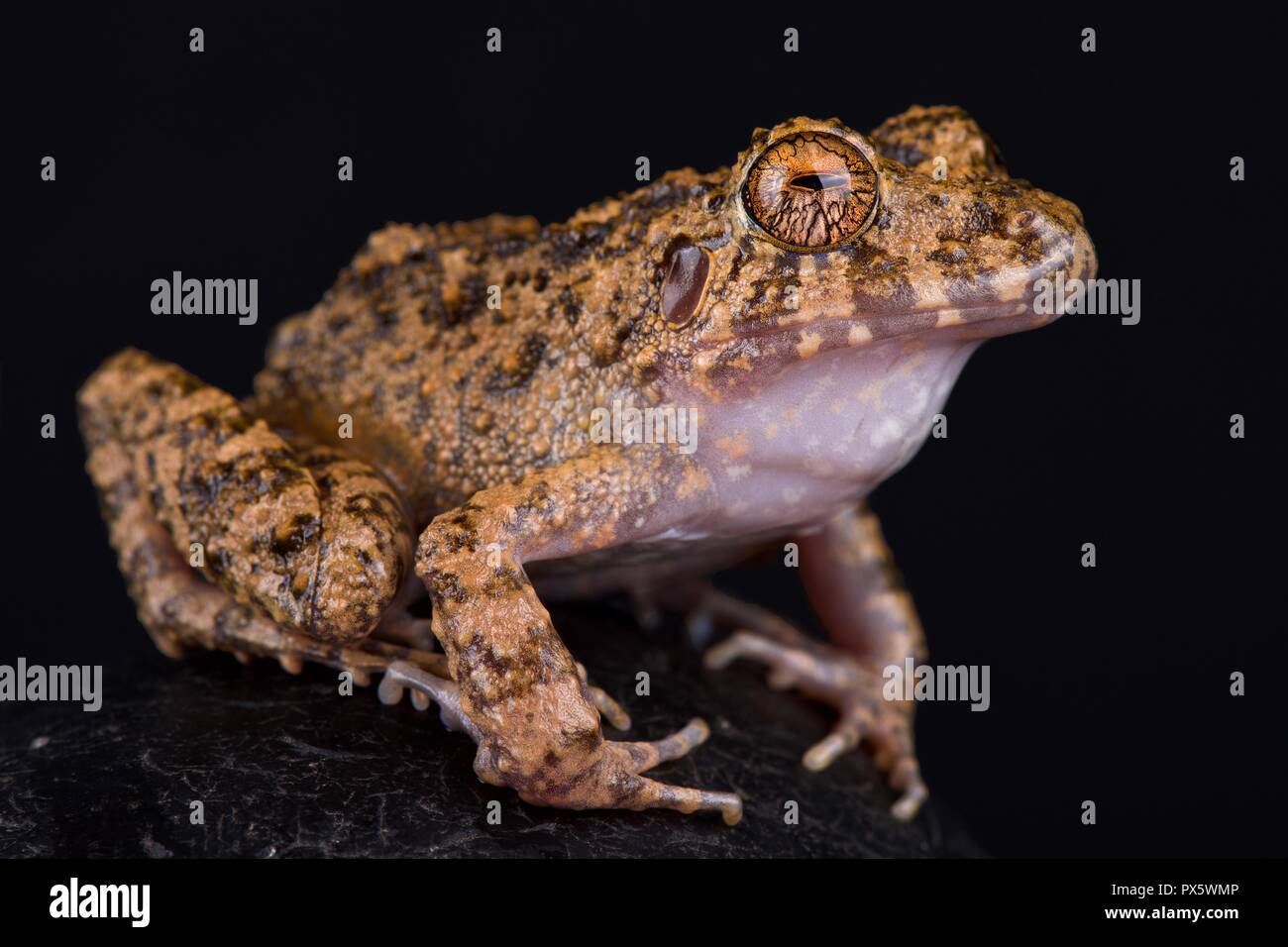 Big headed rain frog (Ischnocnema quixensis) Stock Photo