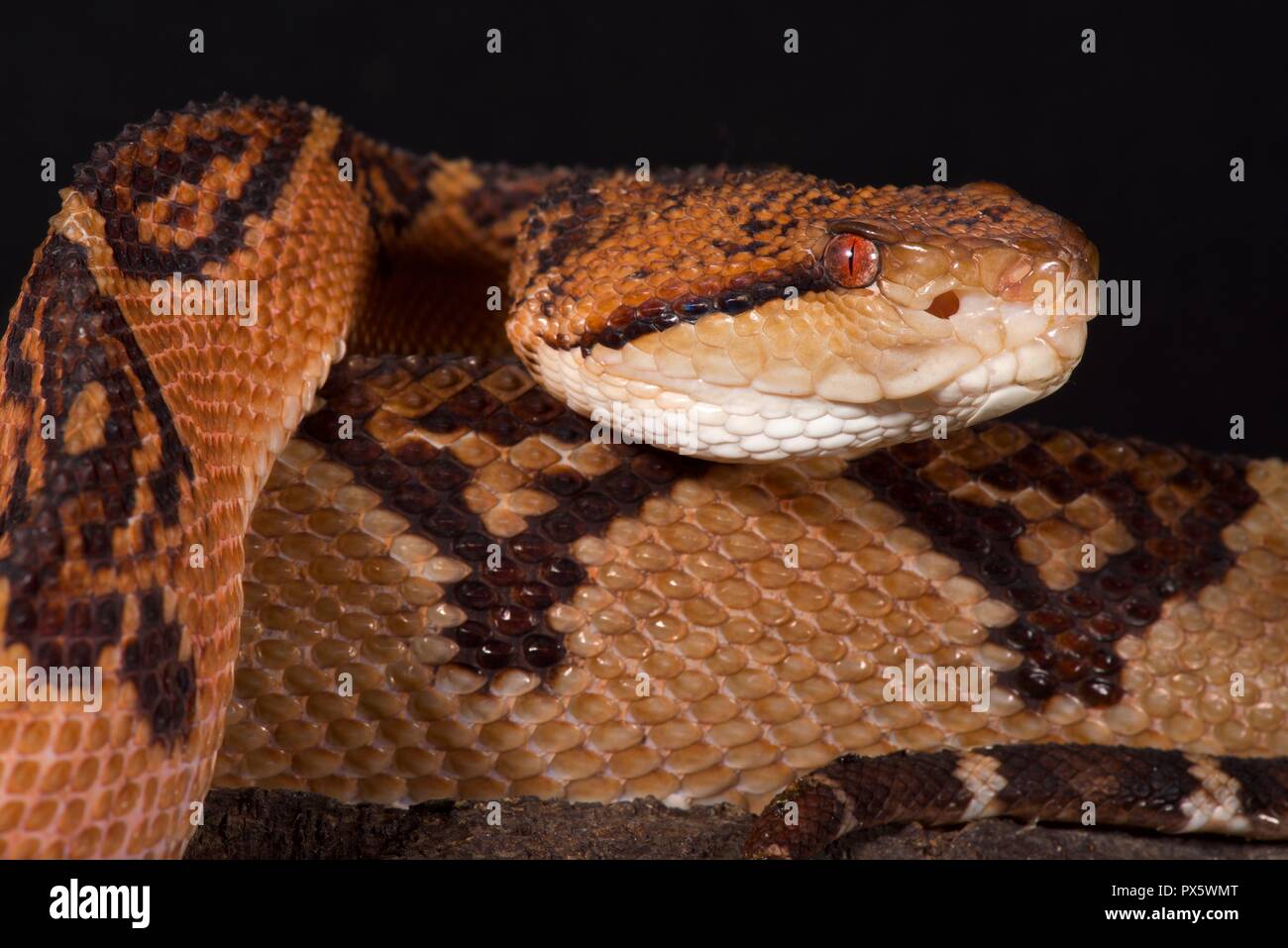 The Bushmaster (Lachesis muta) is a giant pitviper species found in the rainforests of South America.  These are elusive animals and feared by locals . Stock Photo