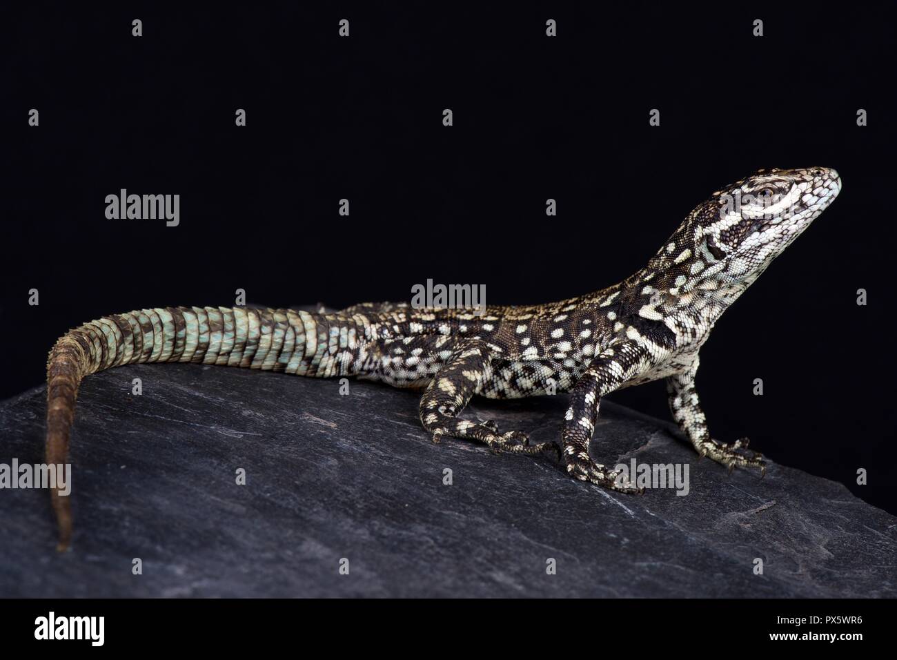 Rock whorltail iguana (Stenocercus empetrus) Stock Photo