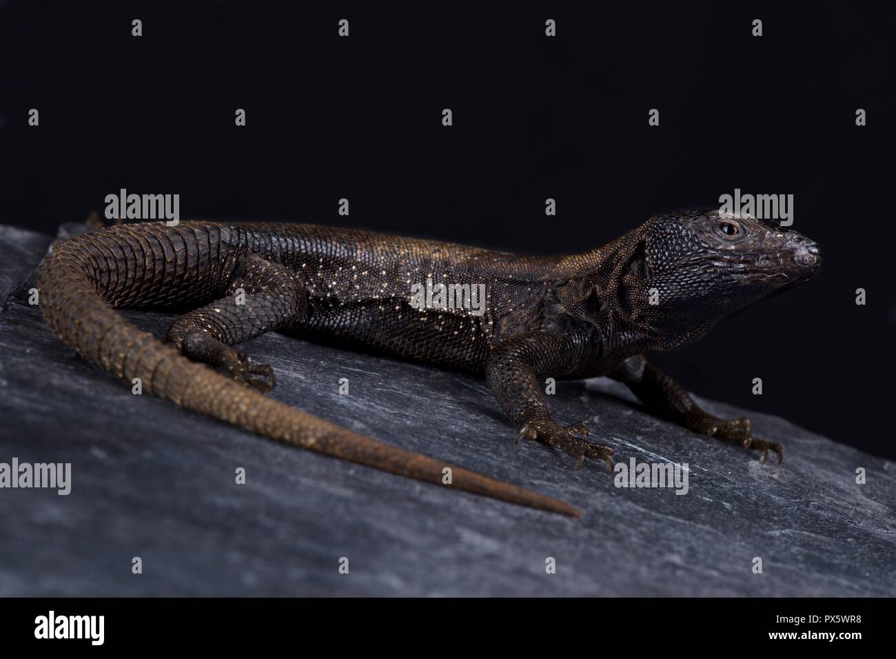 Dark Whorltail Iguana (Stenocercus melanopygus) Stock Photo