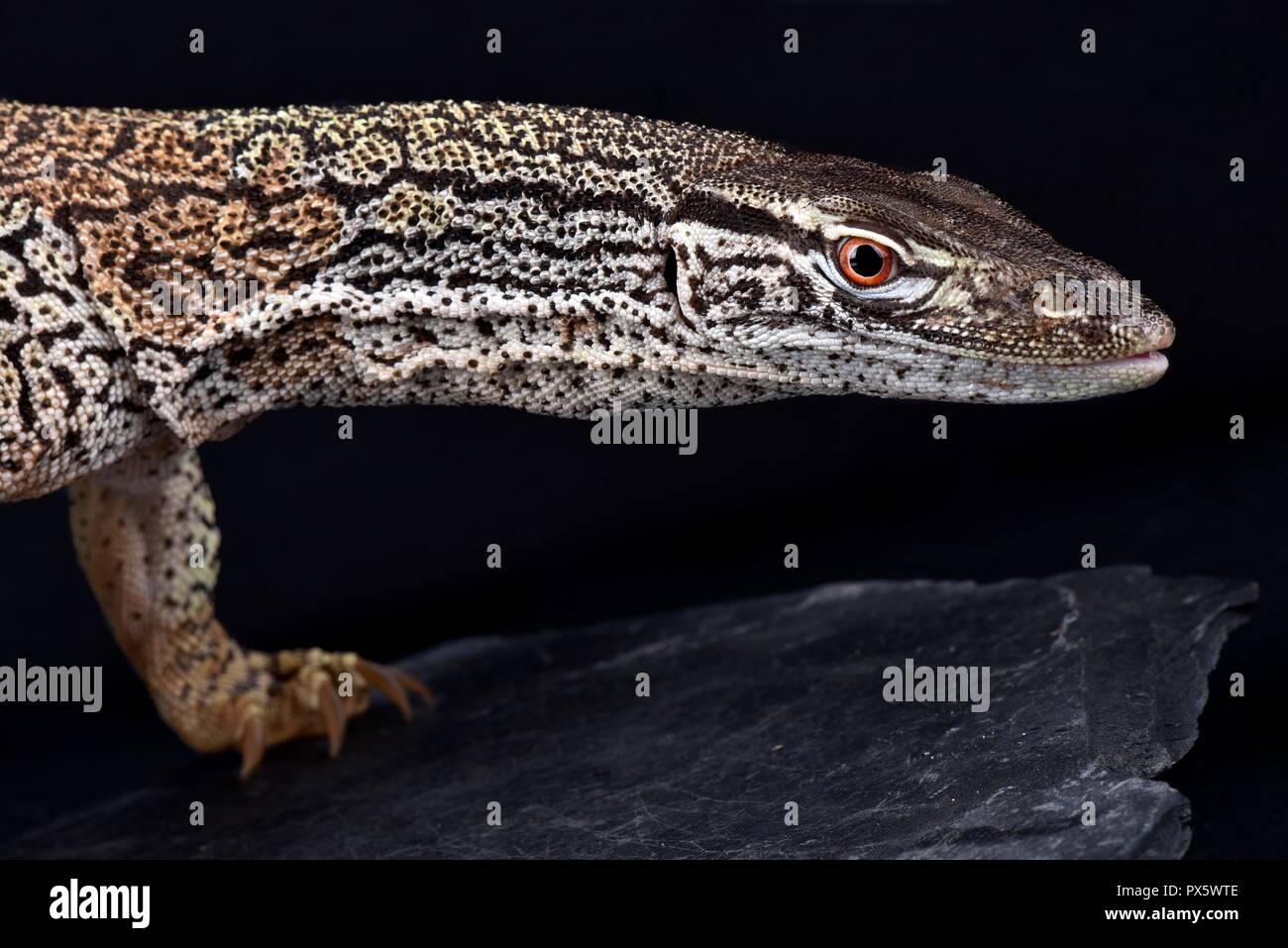 Lizard varanus gouldii hi-res stock photography and images - Alamy