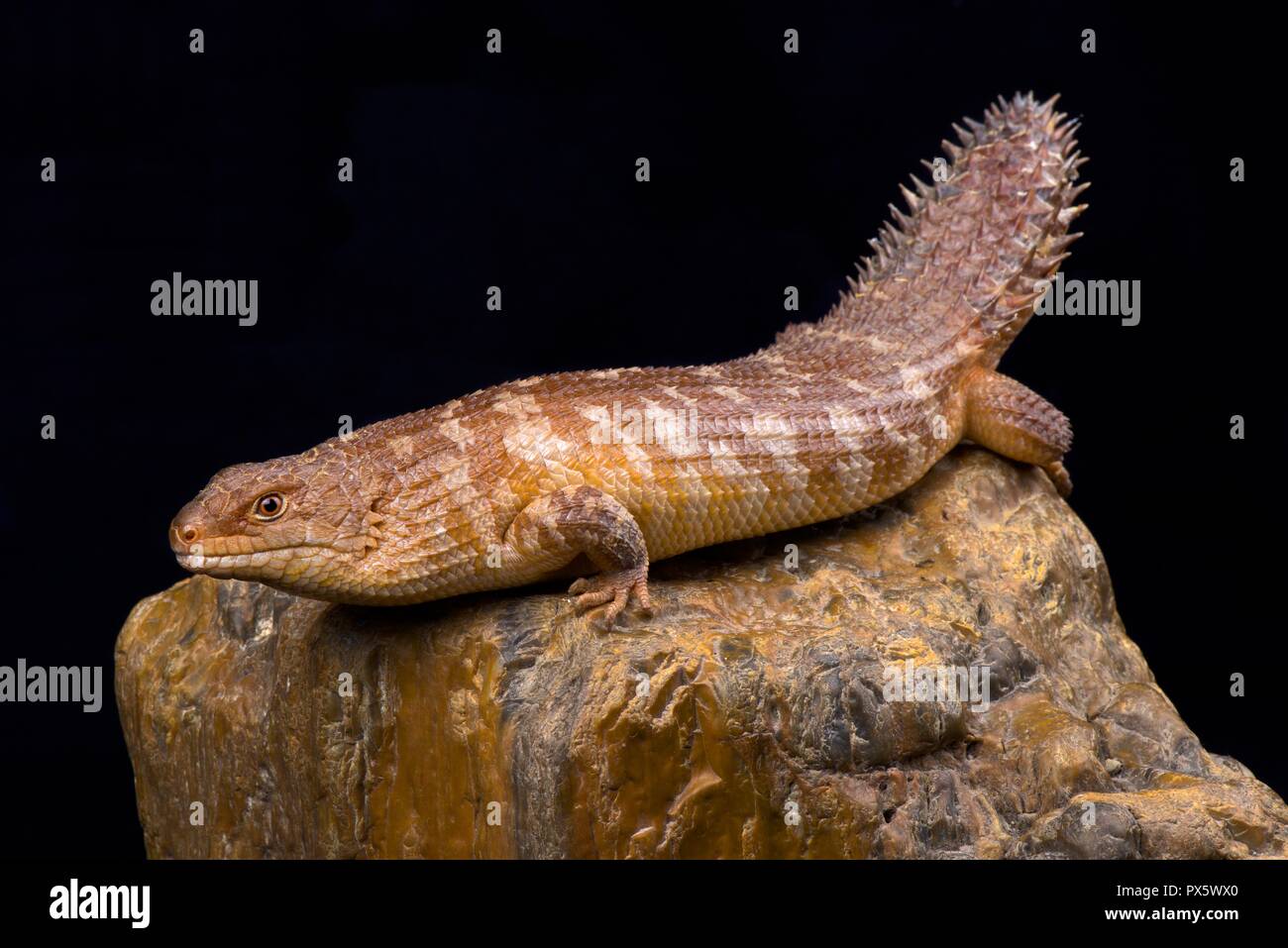 The western spiny-tailed skink  (Egernia stokesii badia) has declined in numbers and range as a result of overgrazing, habitat clearance and crop prod Stock Photo