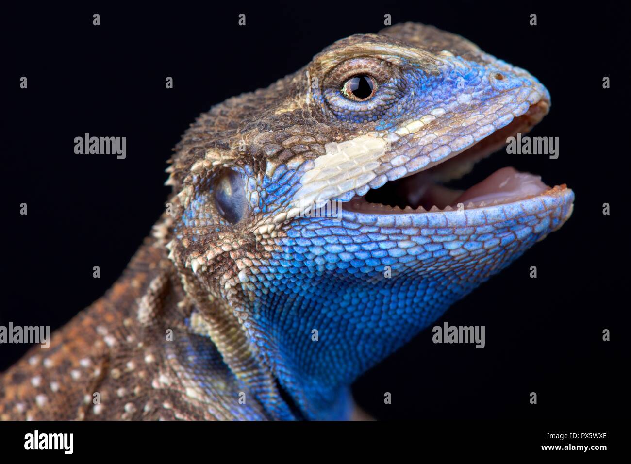 The Shield-tailed agama (Xenagama taylori) is endemic to the Horn of Africa. They have a unique tail that is used to block their burrows. Stock Photo