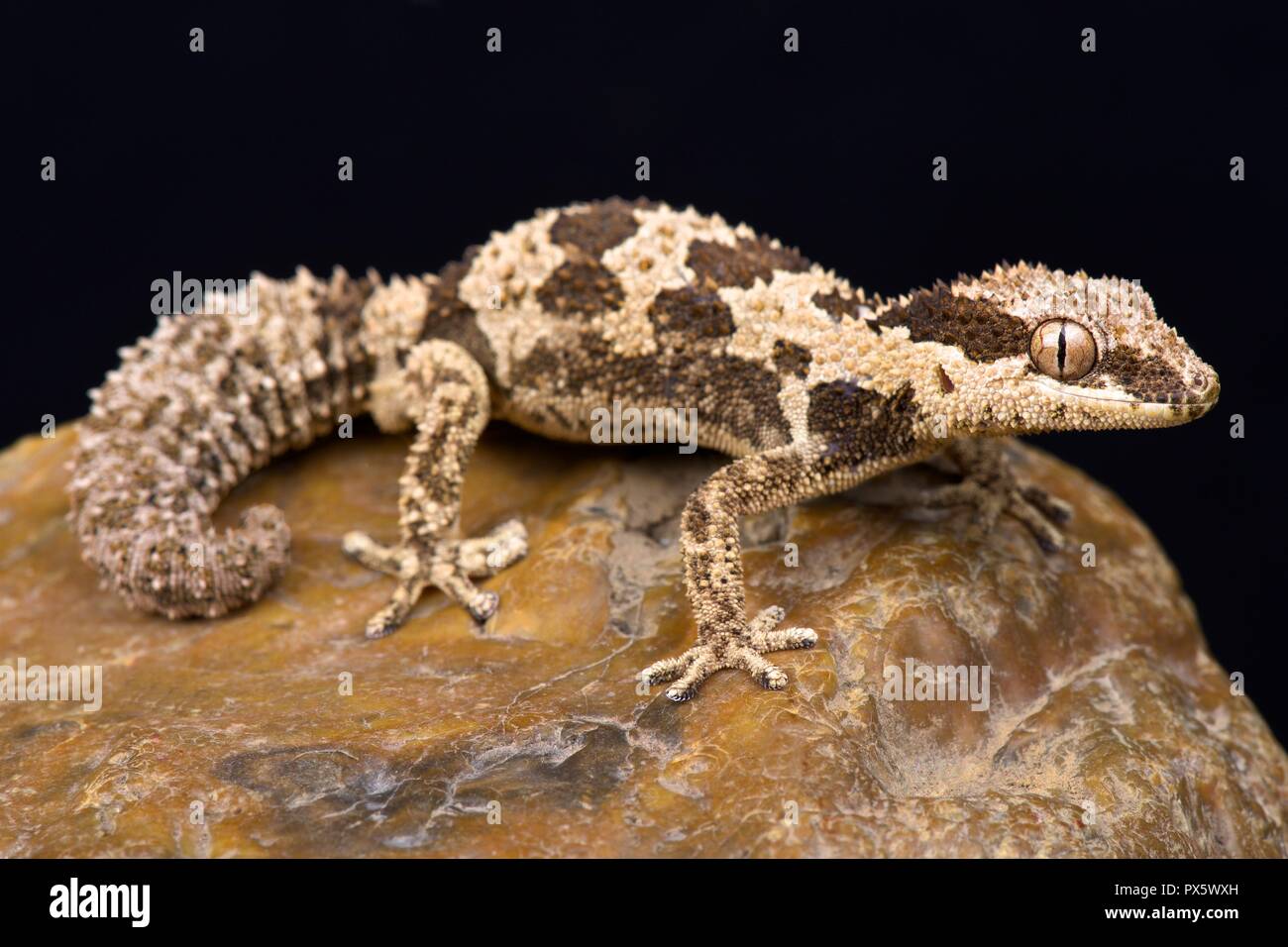 Thick toed gecko hi-res stock photography and images - Alamy