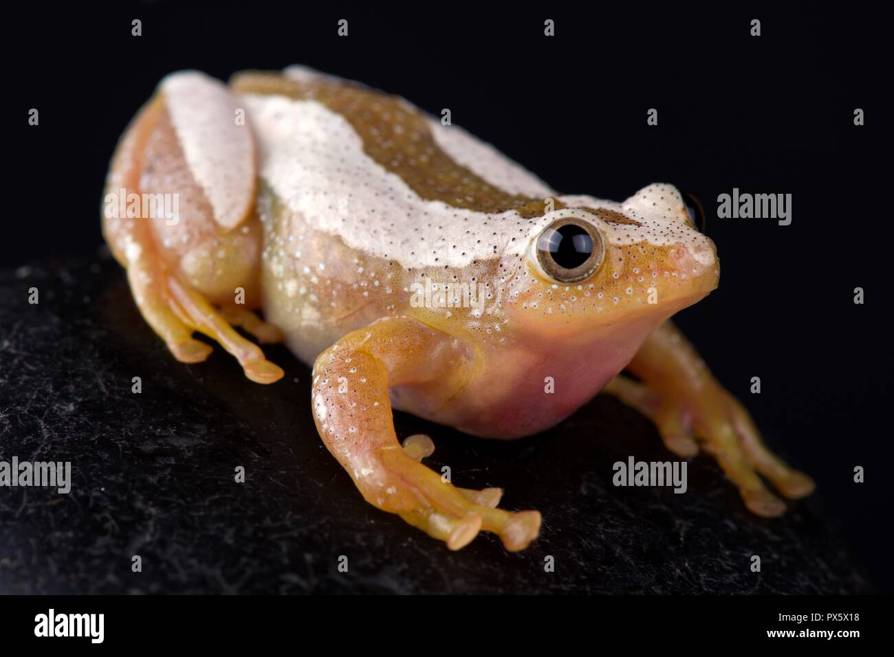 Greater leaf-folding frog (Afrixalus fornasini) Stock Photo