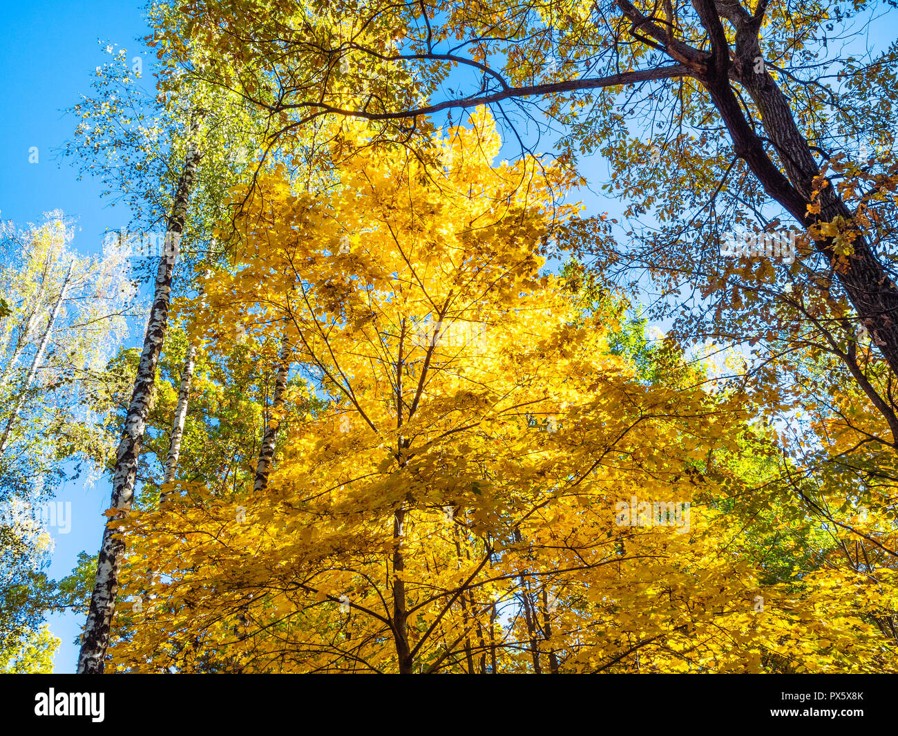top of maple and birch trees lit by sun in forest of urban park in ...