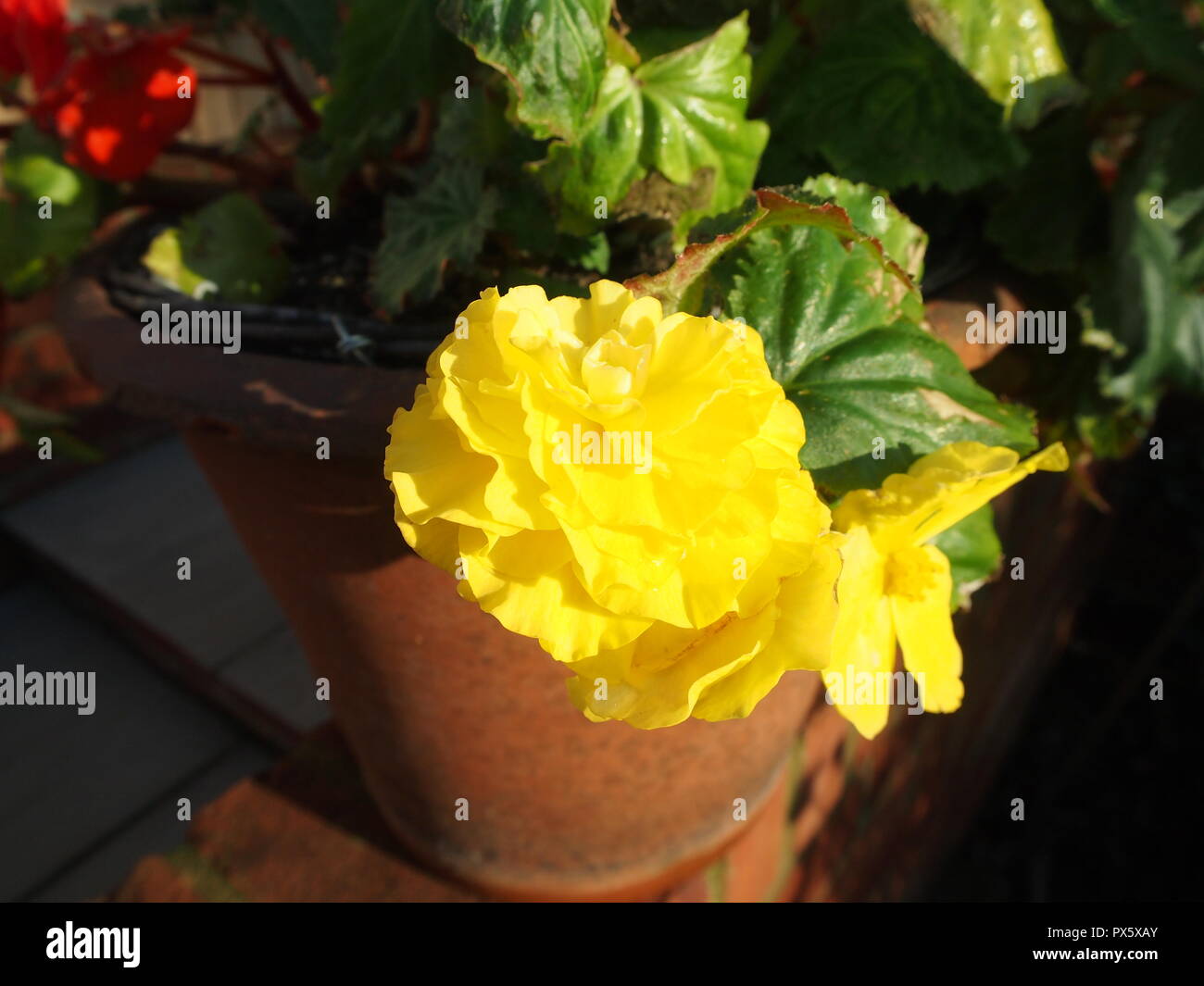 Yellow begonia flower fully open in the October sunshine Stock Photo