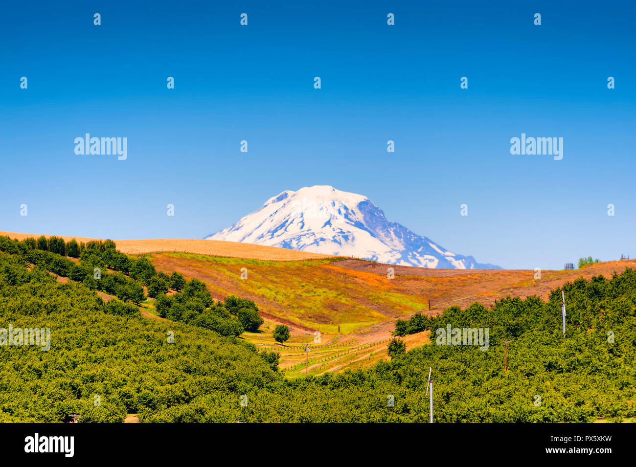 Mt. Adams,of the Cascade Range, rises above the hillside dotted with orchard trees near Dufur, Oregon Stock Photo