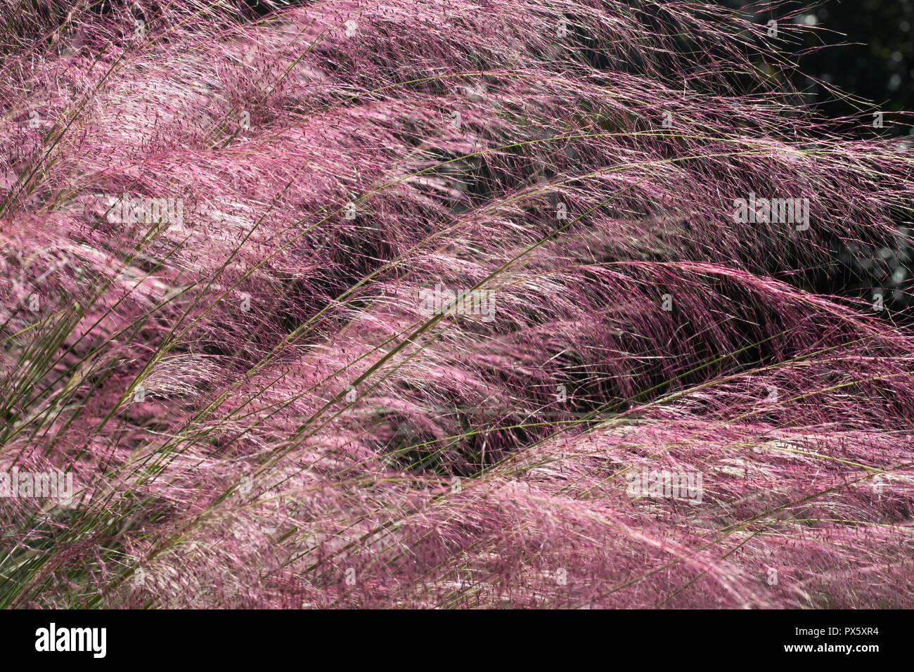 Closeup of blooming Muhlenberg Grass in bright sunshine. Stock Photo