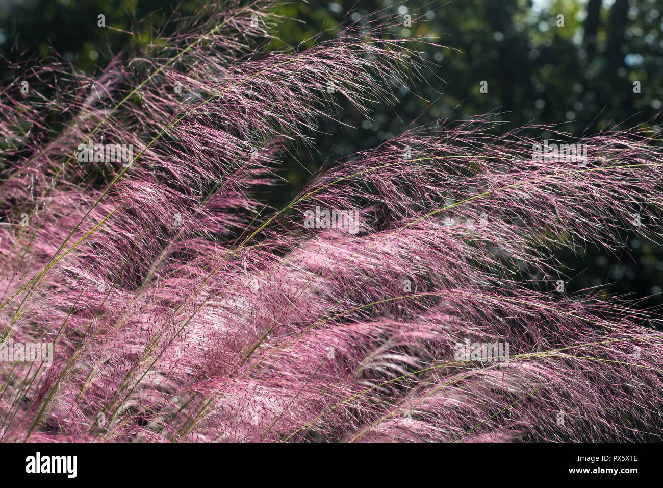 Closeup of blooming Muhlenberg Grass in bright sunshine. Stock Photo