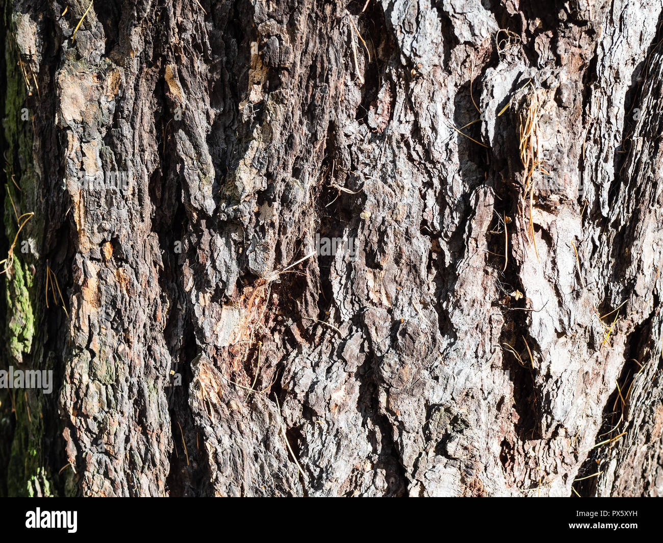 Up close big old tree hi-res stock photography and images - Alamy