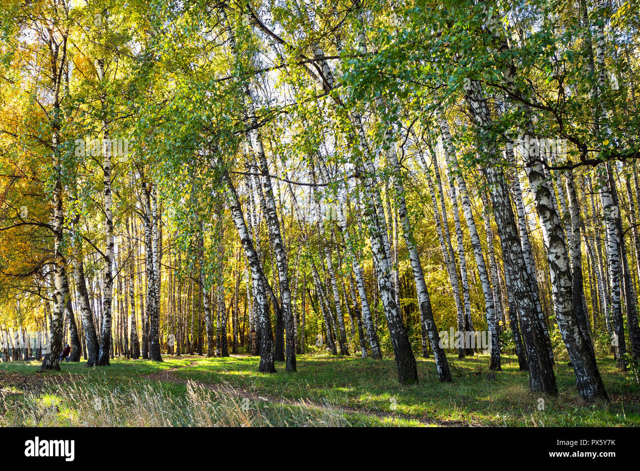 birch trees in forest of urban park in sunny autumn day Stock Photo - Alamy
