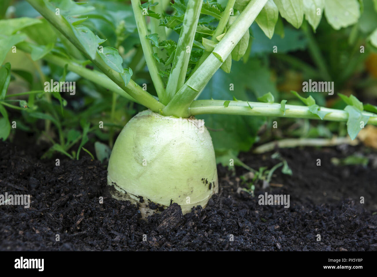 Chinese Radish High Resolution Stock Photography and Images Alamy