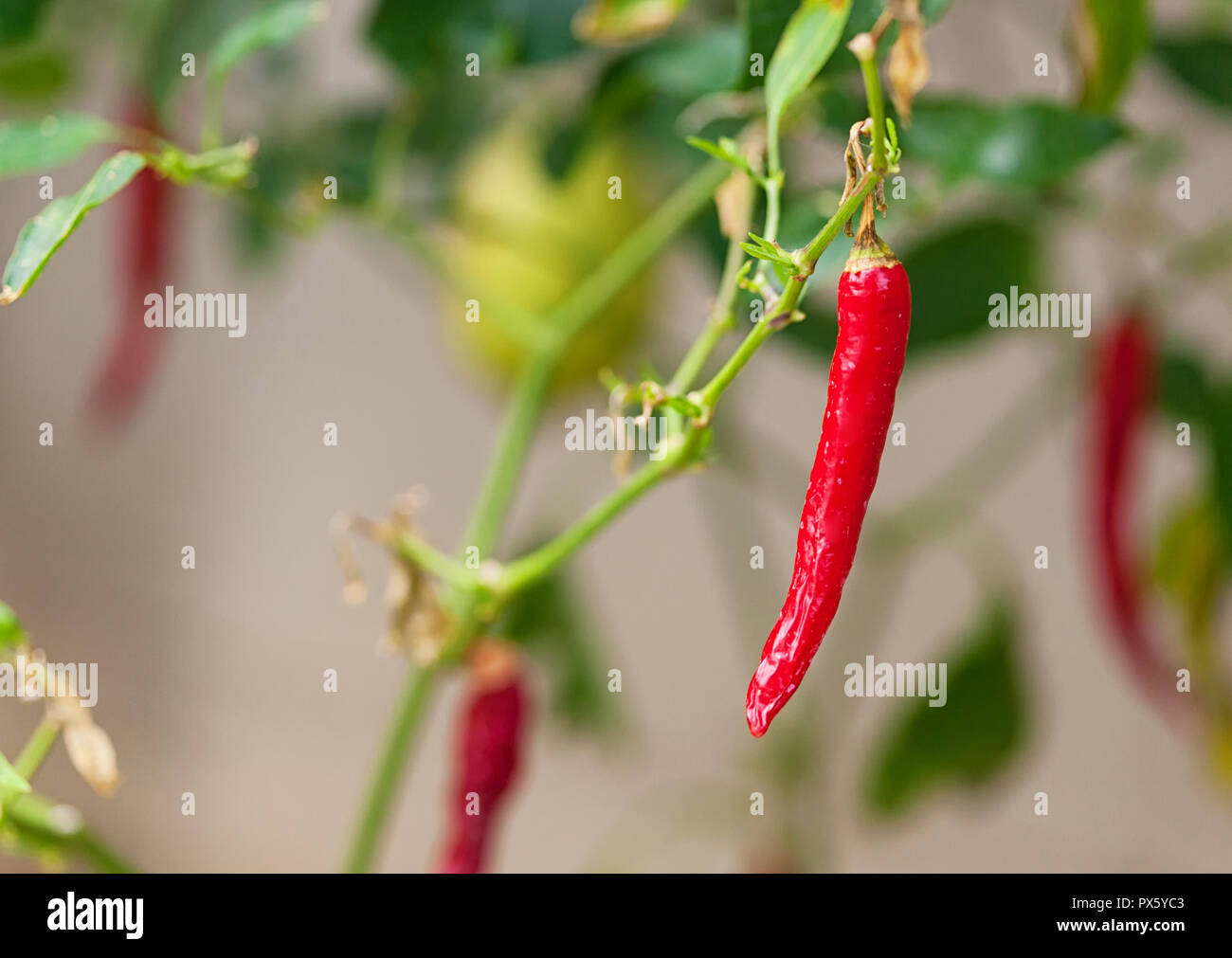 Single chili pepper red hot raw ripe spice vegetable growing plant. Stock Photo