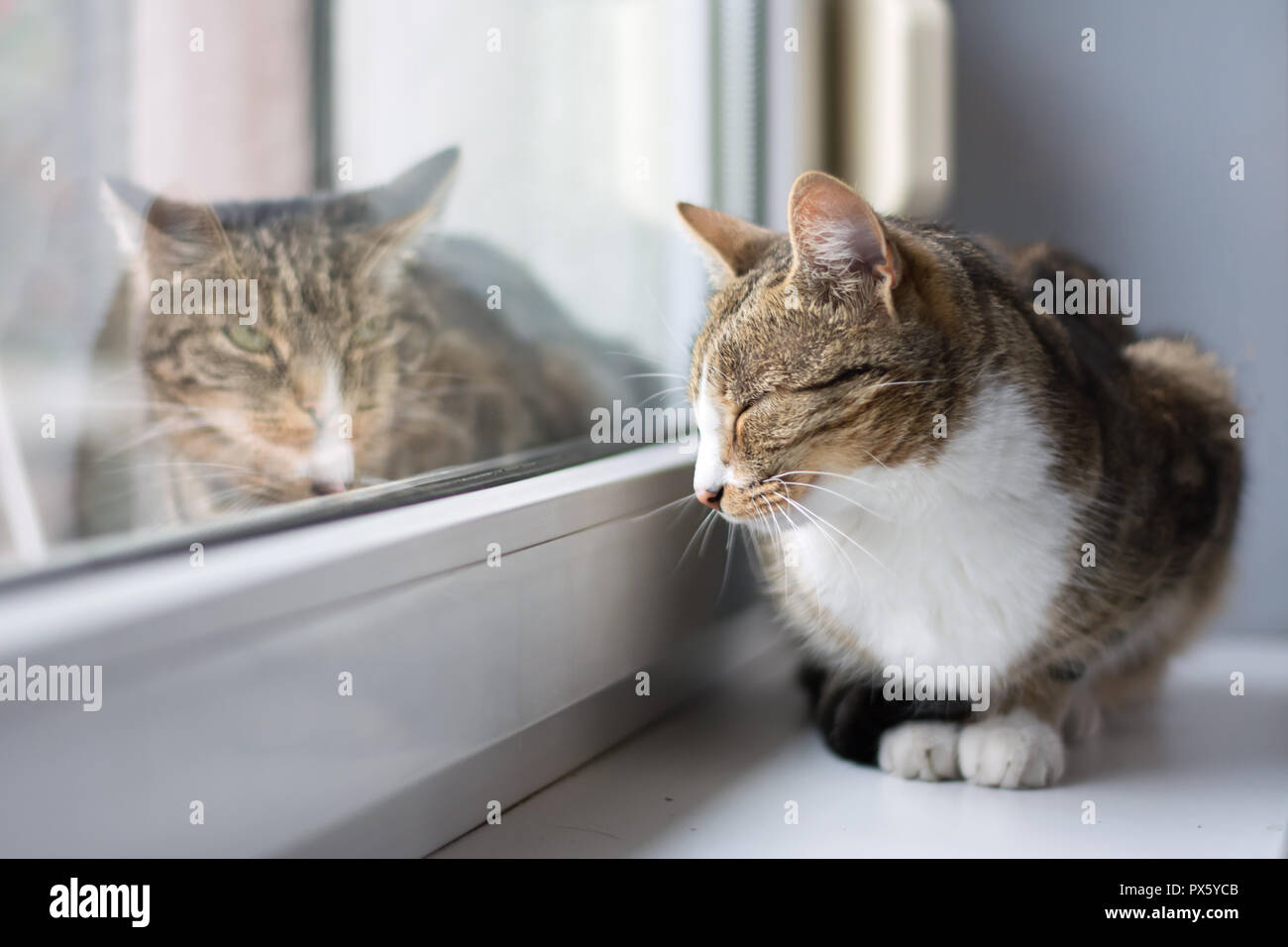 Black, beige and white cat lying on a windowsill with closed eyes, grey cat lying outside Stock Photo