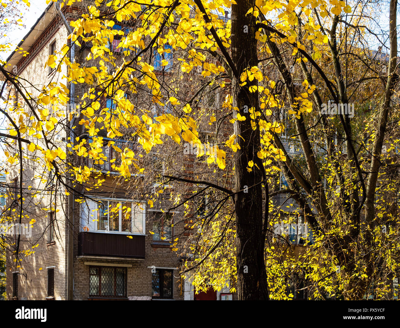 yellow leaves of linden tree lit by sun and urban house on background in Moscow city in sunny autumn day Stock Photo