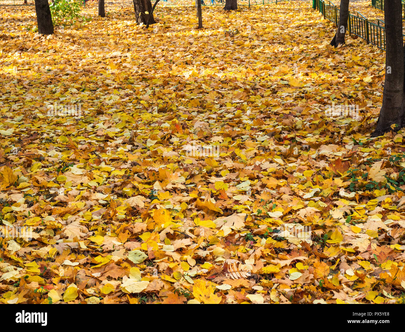Lawn Ground Cover High Resolution Stock Photography and Images - Alamy