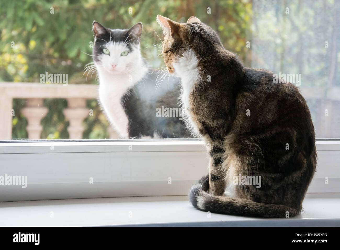 Two cats on a windowsill one inside and the other outside, one