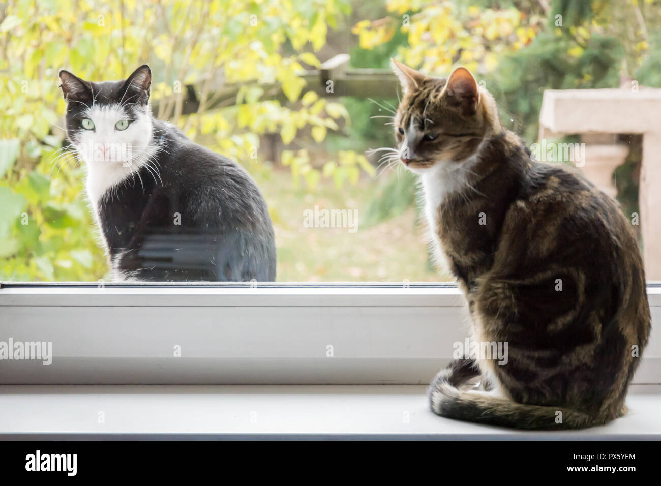 Two cats on a windowsill - one inside and the other outside - garden in the background Stock Photo