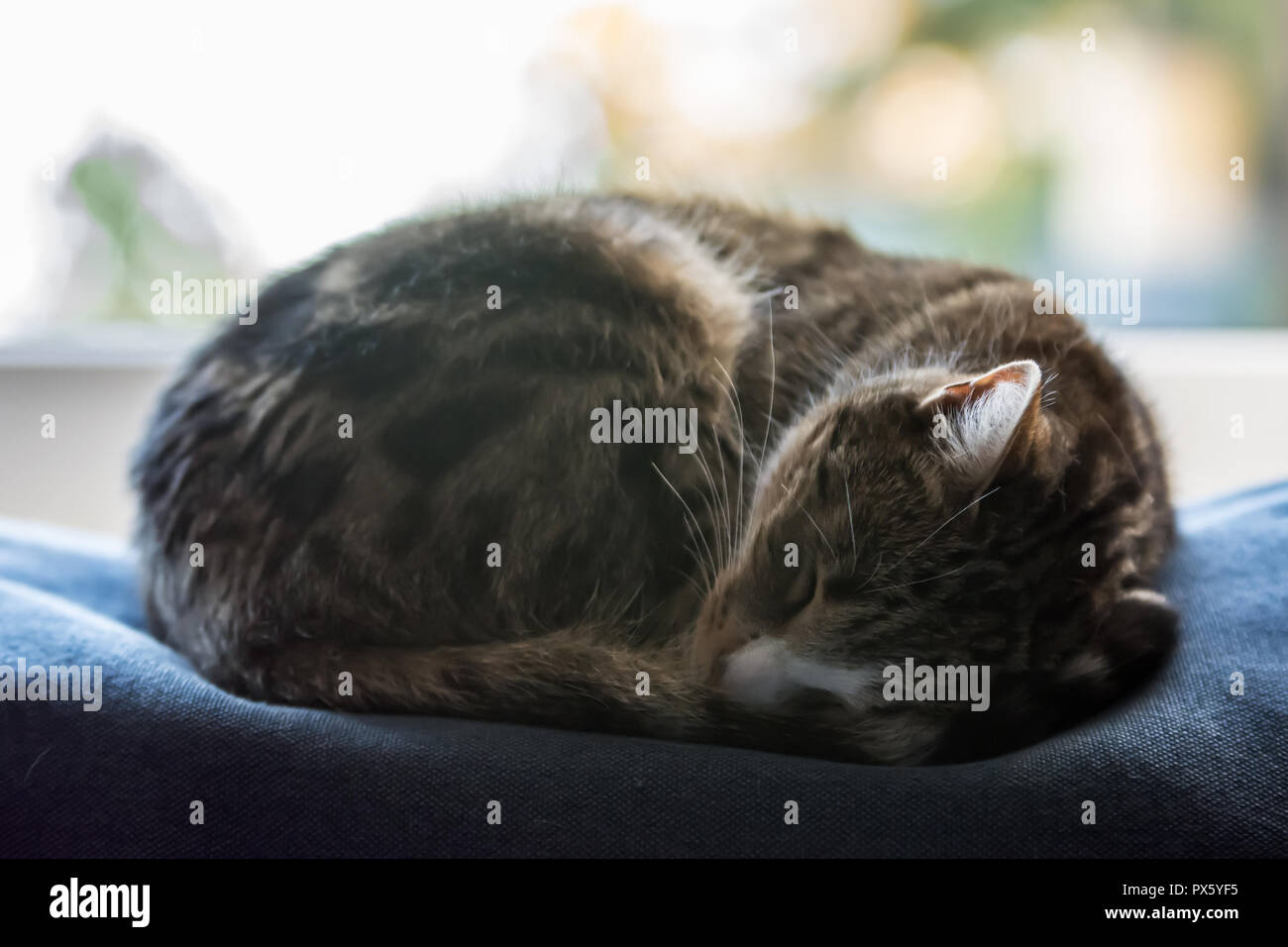 Black, beige and white cat curled up and fast asleep on top of a blue