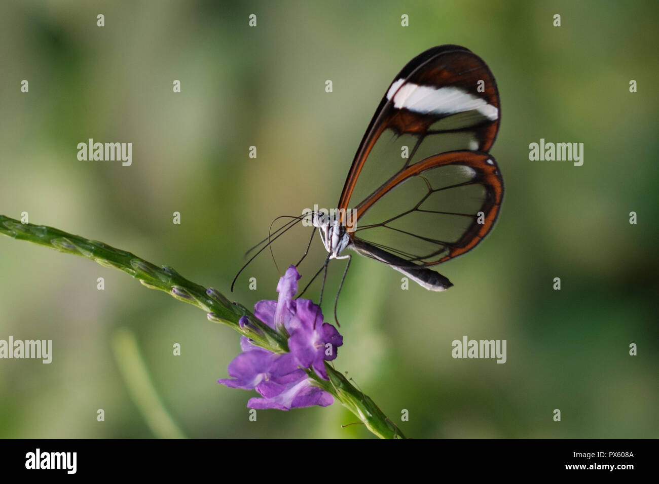 butterfly Greta Oto, glasswing butterfly on flower Stock Photo