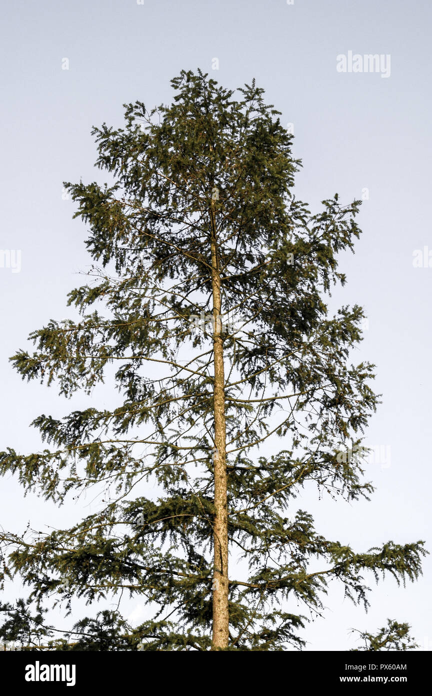 Treetop fir tree austria hi-res stock photography and images - Alamy