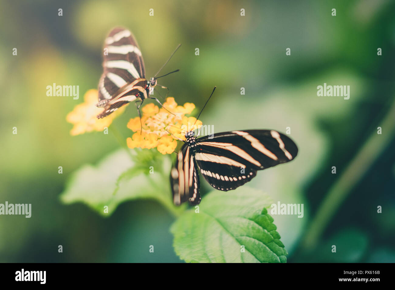 Two Butterflies on flower - Heliconius charithonia, the zebra buterfly - Stock Photo