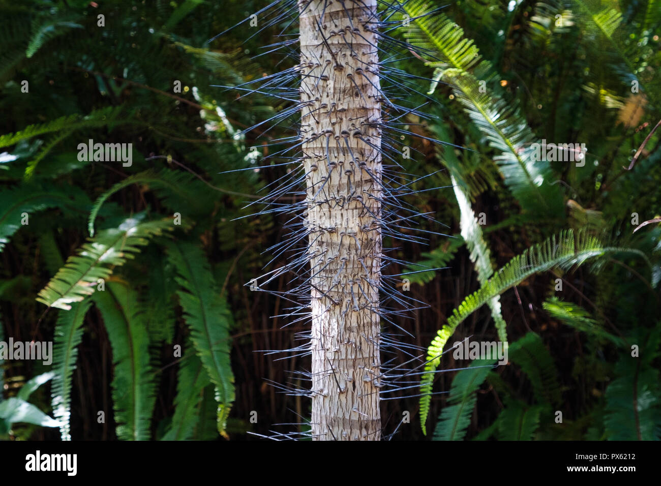 tree trunk with spikes / thorns for protection  - Stock Photo